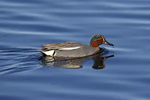 Eurasian Teal (Anas crecca), male reflected in water