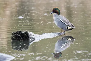 Eurasian teal (Anas crecca), male standing on deadwood in the water