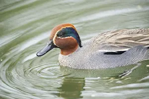 Eurasian teal (Anas crecca) male swimming in a lake