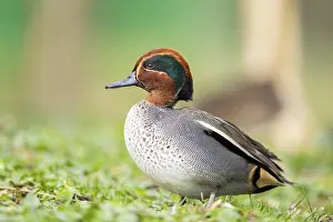 Eurasian teal (Anas crecca) male walking on a meadow