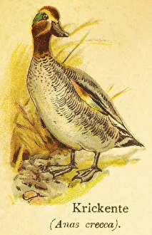 Eurasian teal (Anas crecca) or quail duck (Anas crecca carolinensis)