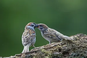 Eurasian Tree Sparrow, the chicks fledge after 15 to 18 days (Photo adult bird feeds fledgling)