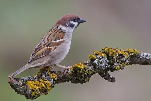 Eurasian Tree Sparrow (Passer montanus)