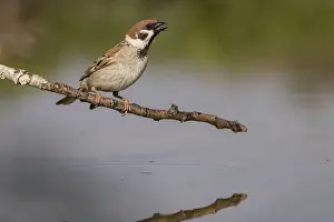 Eurasian tree sparrow (Passer montanus)