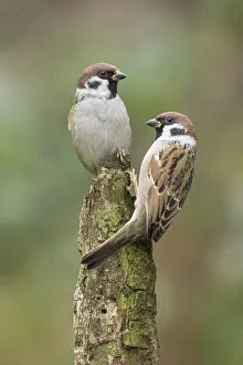 Eurasian Tree Sparrow (Passer montanus)