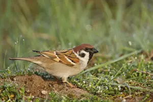 Eurasian Tree Sparrow (Passer montanus)