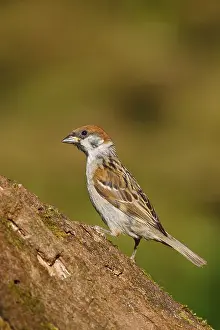 Eurasian Tree Sparrow (Passer montanus)