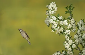 Eurasian tree sparrow (Passer montanus) in flight