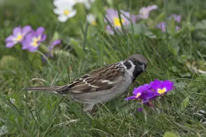 Eurasian tree sparrow (Passer montanus) foraging in a spring meadow
