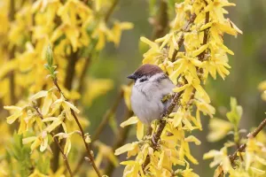 Eurasian Tree Sparrow (Passer montanus) on a forsythia bush