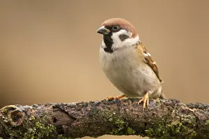 Eurasian Tree Sparrow (Passer montanus) perched on a branch
