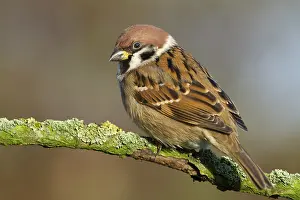 Eurasian Tree Sparrow (Passer montanus) perched on a branch