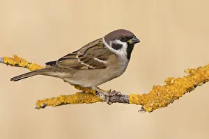 Eurasian Tree Sparrow (Passer montanus) perched on a lichen branch