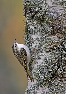 Eurasian treecreeper (Certhia familiaris)
