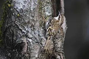Eurasian Treecreeper, Certhia familiars