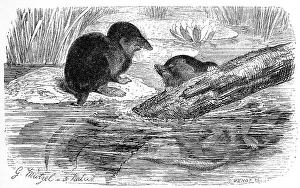 Eurasian water shrew (Neomys fodiens)