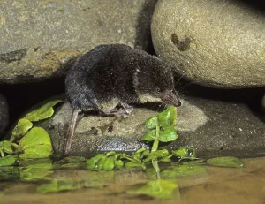 Eurasian water shrew (Neomys fodiens)