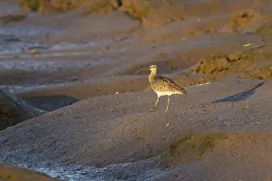 Eurasian whimbrel (Numenius phaeopus) adult wading bird on a coastal mudflat