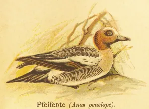 Eurasian wigeon (Anas penelope) or water