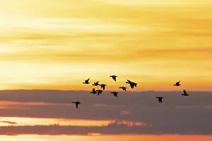 Eurasian wigeon (Mareca penelope)