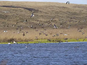 Eurasian Wigeon (Mareca penelope)