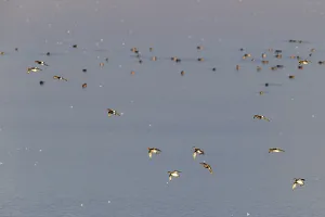 Eurasian wigeon (Mareca penelope)