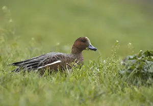Eurasian Wigeon (Mareca penelope)