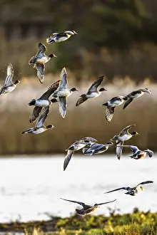 Eurasian Wigeon, Mareca penelope