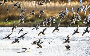 Eurasian Wigeon, Mareca penelope