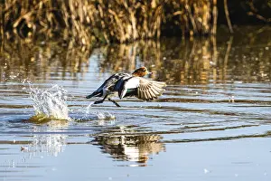 Eurasian Wigeon, Mareca penelope