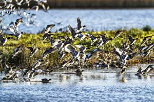 Eurasian Wigeon, Mareca penelope
