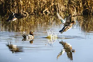 Eurasian Wigeon, Mareca penelope