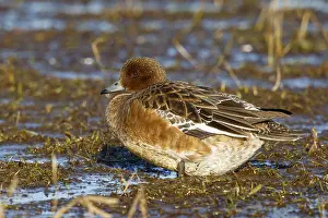 Eurasian Wigeon (Mareca penelope) female