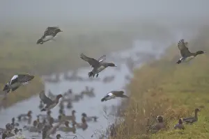 Eurasian Wigeon (Mareca penelope) flying