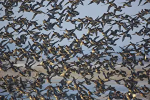 Eurasian Wigeon (Mareca penelope) large group in flight