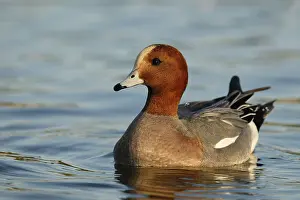 Eurasian Wigeon (Mareca penelope) male