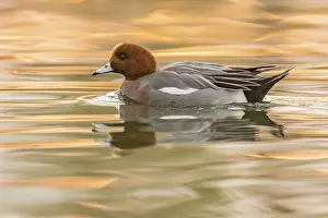 Eurasian Wigeon (Mareca penelope) male