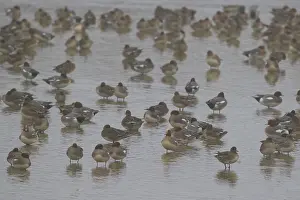Eurasian Wigeon (Mareca penelope), Netherlands