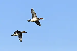 Eurasian Wigeon, Wigeon, European Wigeon