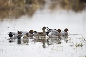 Eurasian wigeons (Anas penelope)