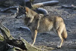 Eurasian wolf