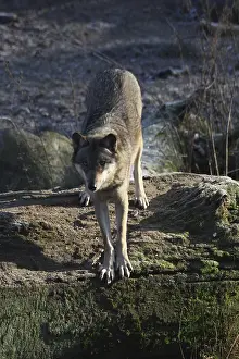 Eurasian wolf