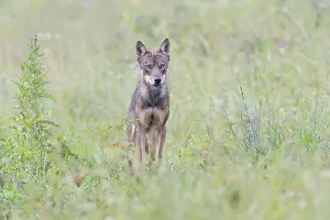 Eurasian Wolf (Canis lupus lupus)
