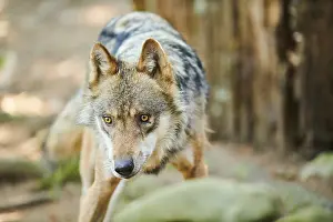 Eurasian wolf (Canis lupus lupus)