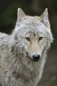 Eurasian wolf (Canis lupus lupus)