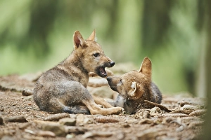 Eurasian wolf (Canis lupus lupus) cub in a forest, captive, Bavaria, Germany, Europe