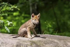 Eurasian wolf (Canis lupus lupus) cub (youngster) sitting on a little sand hill in the forest