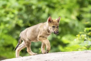 Eurasian wolf (Canis lupus lupus) cub (youngster) walking on a little sand hill in the forest