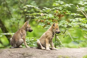 Eurasian wolf (Canis lupus lupus) cubs (youngster) on a little sand hill in the forest