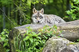 Eurasian wolf (Canis lupus lupus) in a forest
